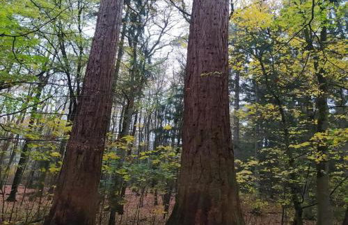 Chalet in Wendorf - Photo 34
