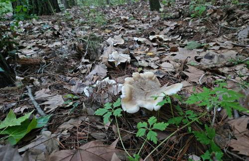 Masia Cal Fuster - Foto 54