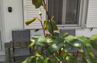 Chrysanty's tea house - Foto 54