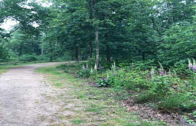 Forest-edge Family Bungalow - Foto 41