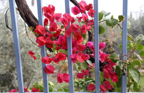 Villa Krassi - Foto 43