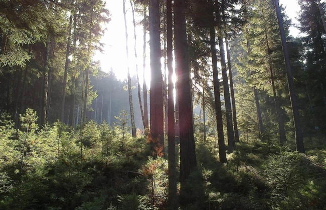 Cozy Holiday Home in Vogtland - Foto 35