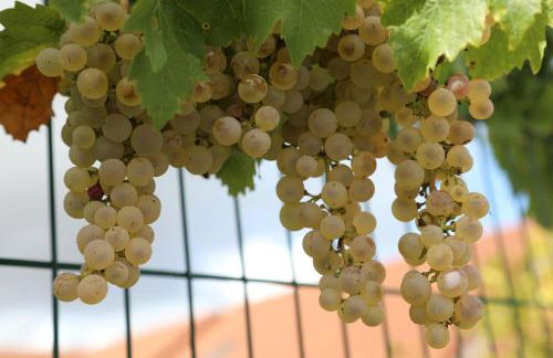 GITE MONTGOLFIÈRE 6 PERSONNES - Foto 40