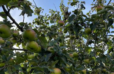 Little Woodlands Chalet with Private Garden & Hot Tub - Foto 64