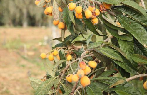 The Dragonfly Retreat - Photo 62