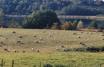 Ferienhaus am See - Foto 16