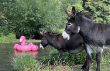 Farm woodland riverview cabin bbq firepit pet friendly - Foto 23