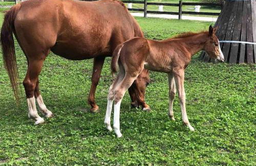 Haus an Fluss und See - Foto 36