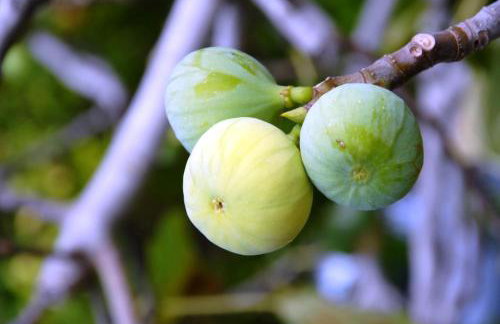 Villa Fleria Seaside Studios & Apts - Foto 58