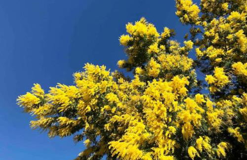 Villa les Alizés - Foto 43