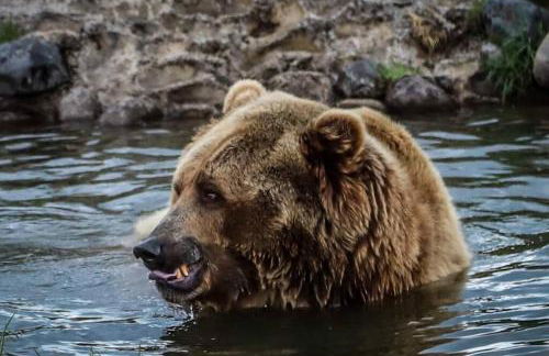 White Owl Retreat Yellowstone Grand Teton - Foto 31