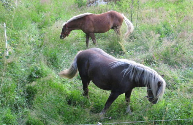 Holiday Apartment Finkennest - Foto 17