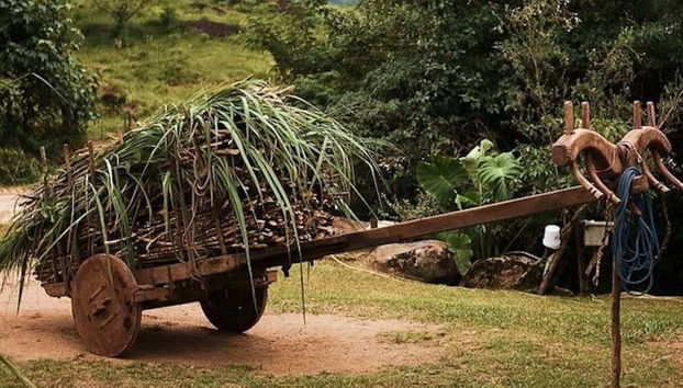 L'ingrediente principale della cachaça