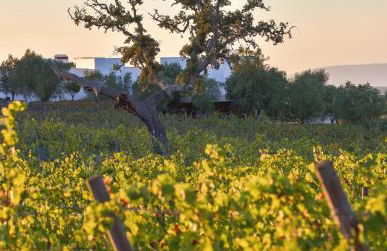 A Serenada Enoturismo - Foto 83