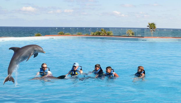 Delfin-Begegnung im Grand Sirenis Akumal - Tulum - Foto 4