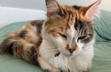 KER NALA - Maison familiale pour 5 à 6 vacanciers - Jardin clos - 3 chambres - Foto 3