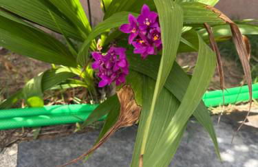 Chalé Ubajara - Foto 24