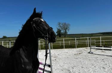 Vigor Horses - Foto 65