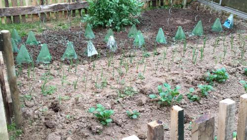 Naturerlebnis direkt am Traumpfad - Foto 5, Garden