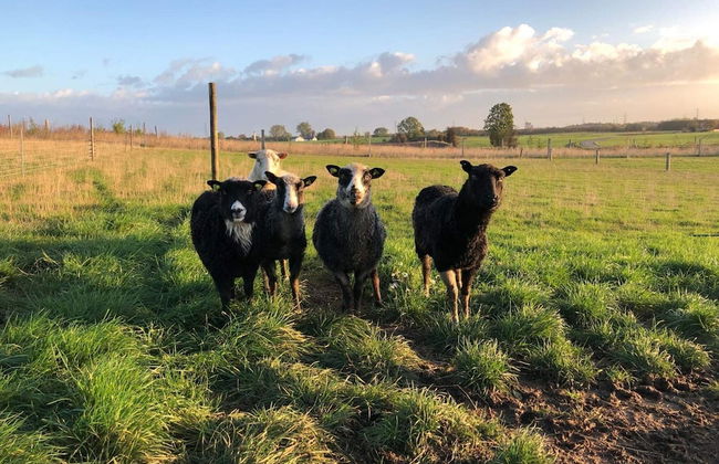 4 Person Holiday Home in Skibby-by Traum - Foto 17