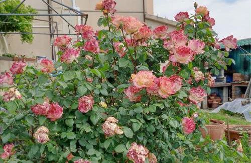 L'Acquerello Casa Toscana - Foto 39