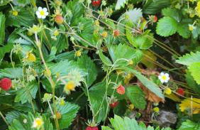 apartment, gite by the canal l Est,river Coney vosges france - Foto 30