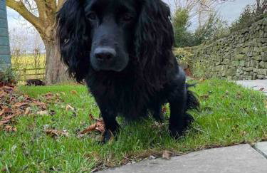 Cosy Cottage near Brimham Rocks Yorkshire Dales - Photo 37