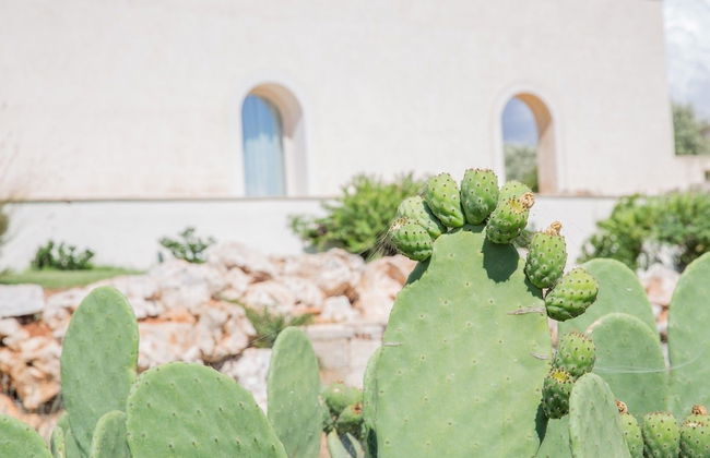 Azienda Agricola Spirdo - Foto 49