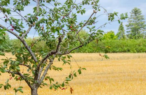 AHOI MARIE - Foto 23