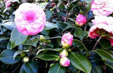 La maison bleue, entre terre et mer - Foto 11