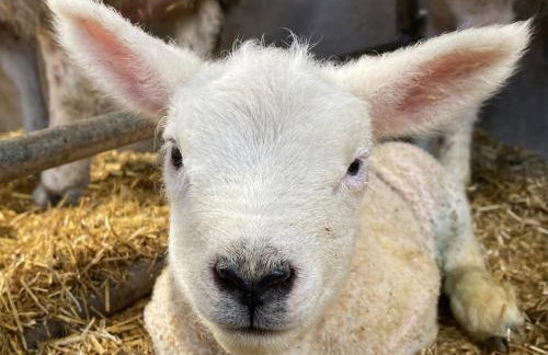 Betty's Farm Cottage - Foto 69