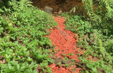 Moulin De Villesaint - Foto 18