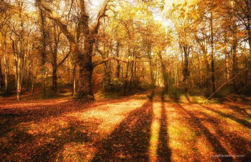 LARBRENVILLE Gîtes citadins en centre-ville historique - Foto 12