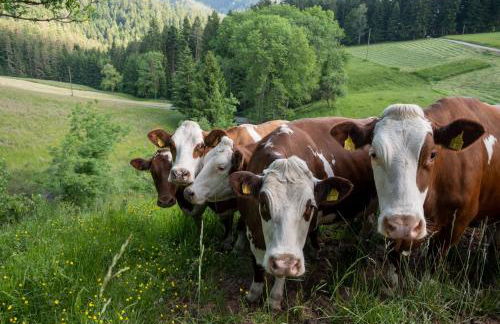 Hansjörgenhof Bioland-Hof - Foto 29