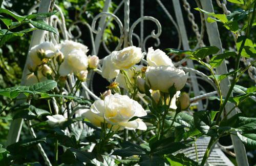 Leśna 6 - House with a garden - Foto 32