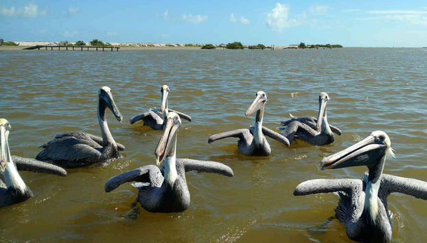Reserva natural de Río Lagartos
