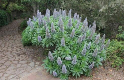 Casa Tajaraste 1 - Foto 42