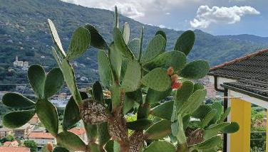 Le Drupe - Photo 2, Garden view