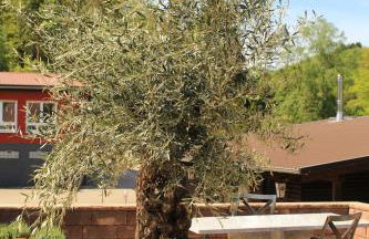 Ferienwohnung Altschloss - Foto 39