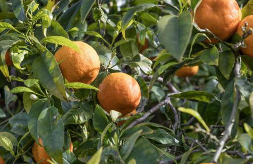 Finca RÚSTICA FELOSTAL Son Soleclau with Sauna & Pool - Foto 48