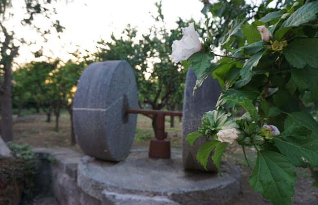 Lemon Factor Sorrento - Photo 71