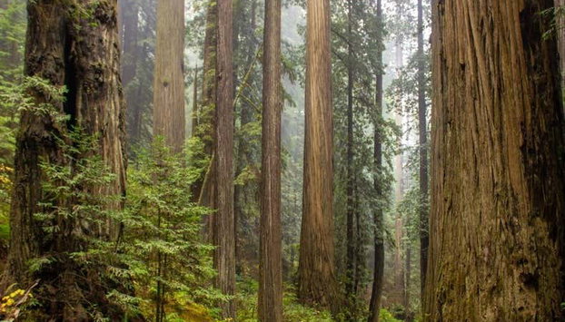 Excursión a Alcatraz, Muir Woods y Sausalito - Foto 5, Paisaje de Muir Woods