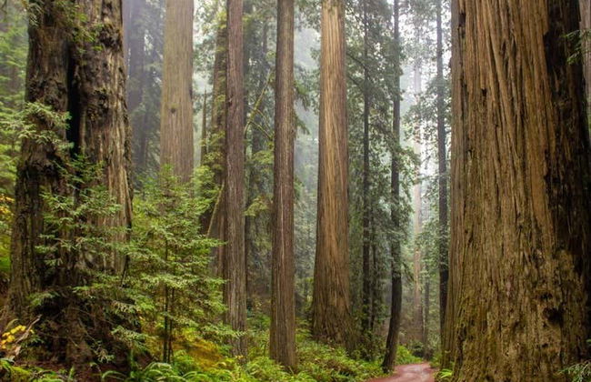 Excursión a Alcatraz, Muir Woods y Sausalito - Foto 5