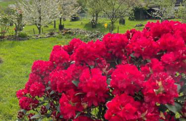 Fewo Landliebe - Foto 32