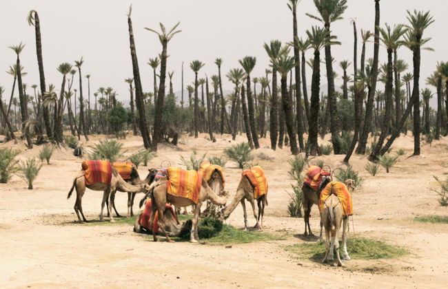 Quad Bike, Camel Ride & Hammam Tour - Photo 1