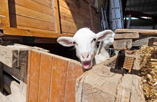 Mas Cal Gintó - Foto 28