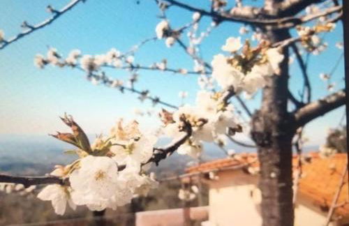 Casa Benucci Oliveta Tuscany - Foto 15