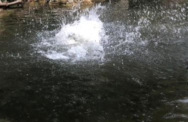 L'Olivier Fleurie Barjols - Foto 32