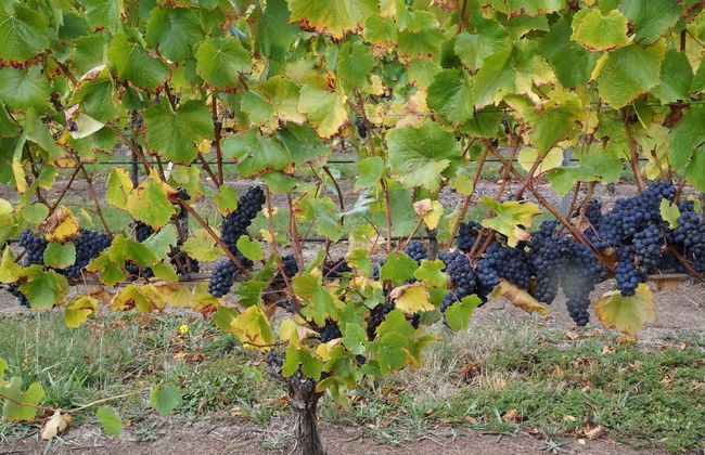 Gisborne Peak Winery Cottages - Foto 39