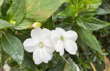 Refúgio Aconchegante em Araxá - Foto 24